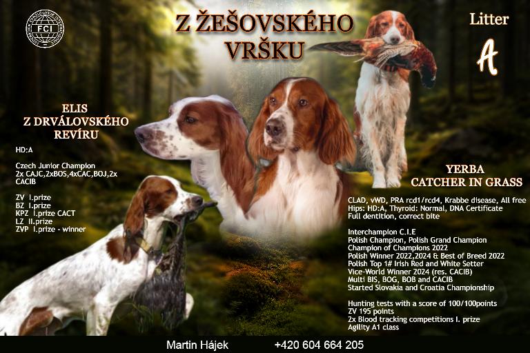 Štěňátka Irského červenobílého setra s PP